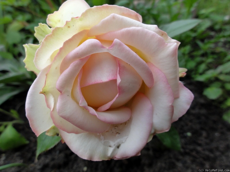 'Biedermeier ®' rose photo