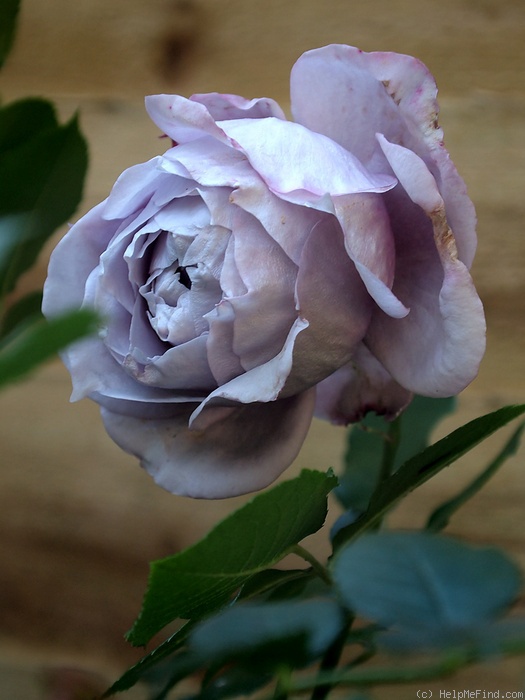 'Novalis ®' rose photo
