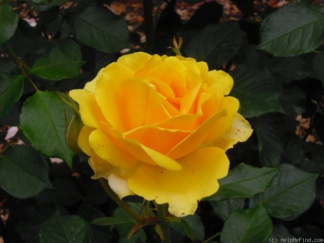 'Gold Reef ®' rose photo
