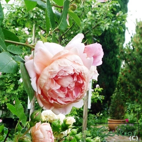 'Colette ® (hybrid tea, Meilland 1994)' rose photo