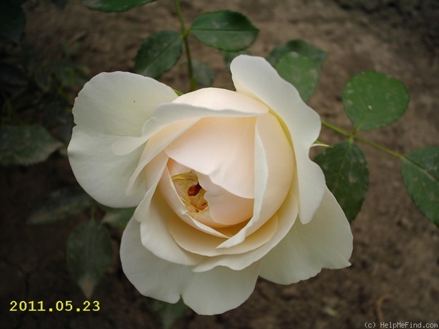 'Lichfield Angel' rose photo