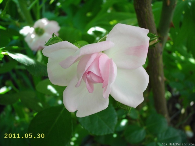 'Jasmina ™ (LCl, Kordes, 1996)' rose photo