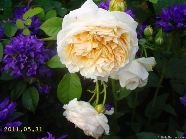 'Teasing Georgia' rose photo