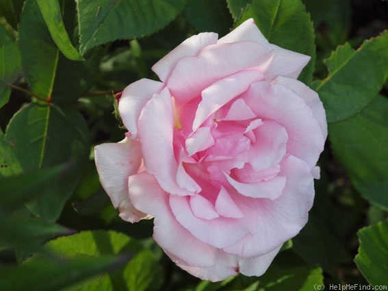 'Kathleen Harrop' rose photo