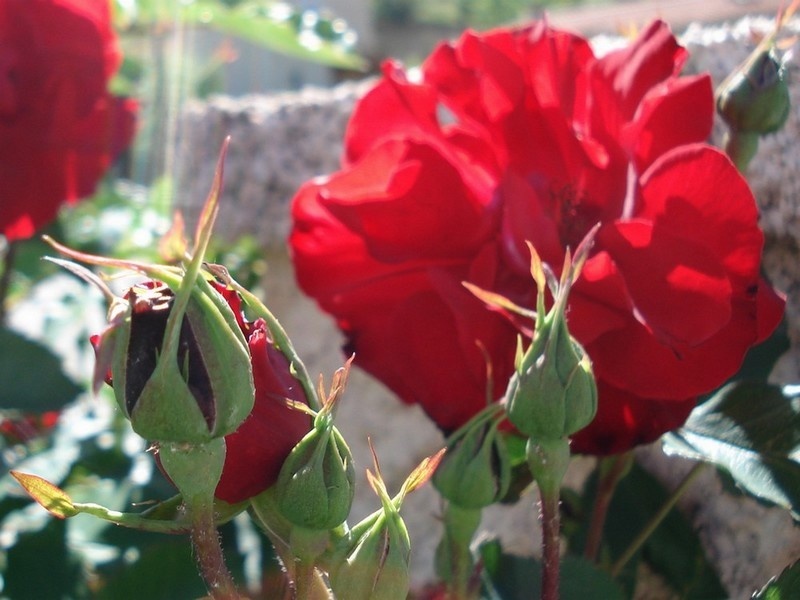 'Castella ®' rose photo