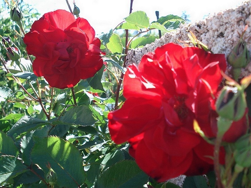'Castella ®' rose photo