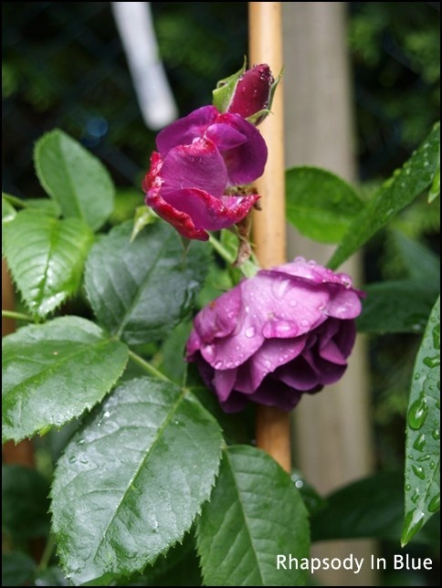 'Rhapsody in Blue ™' rose photo