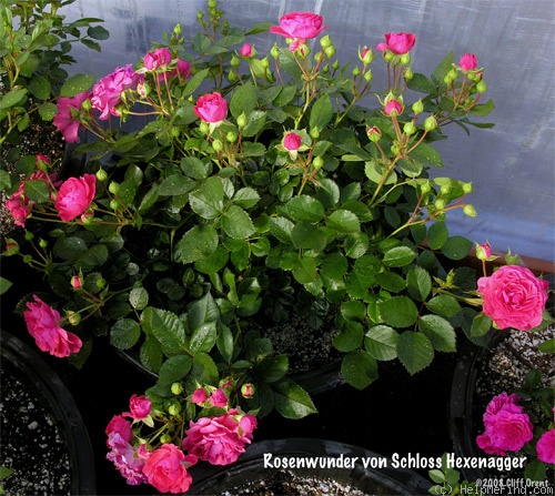 'Rosenwunder von Schloss Hexenagger' rose photo