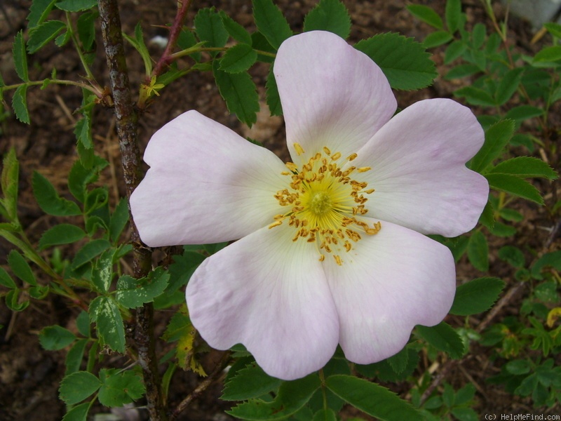 'Ross Rambler 6' rose photo