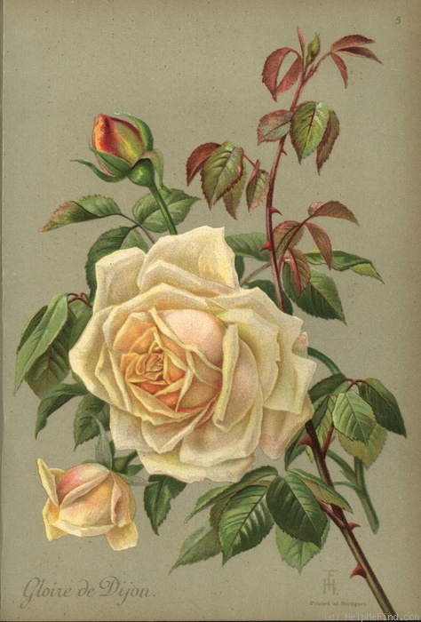 'Gloire de Dijon (Tea Noisette, Jacotot, 1849)' rose photo