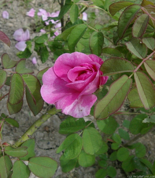 'Comte de Chambord - in commerce (possibly 'Mme Boll')' rose photo