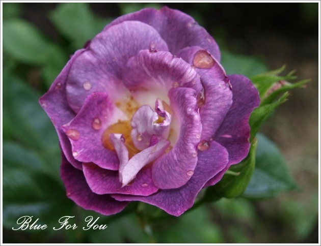 'Blue For You (Floribunda, James 2001)' rose photo