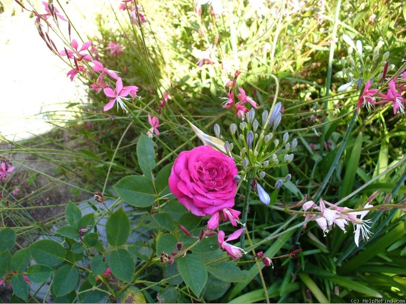 'Falstaff' rose photo