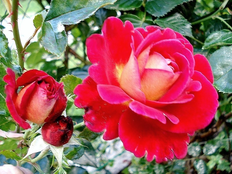 'Macha Méril ®' rose photo