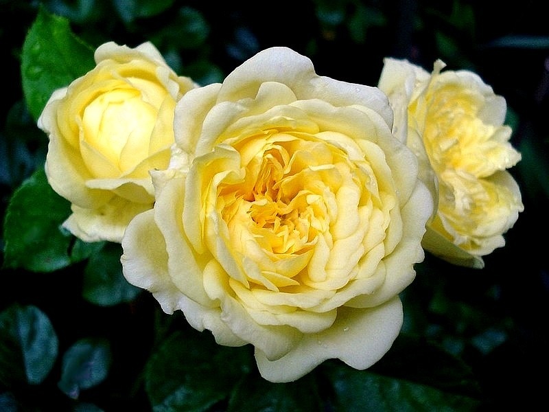 'Anny Duperey ®' rose photo