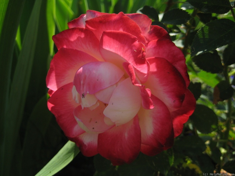 'Jubilé du Prince de Monaco ®' rose photo