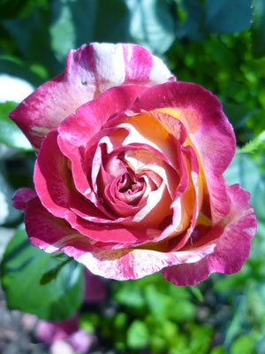 'Camille Pissarro ™' rose photo