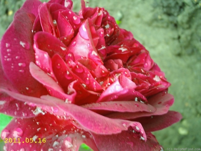 'Munstead Wood ®' rose photo