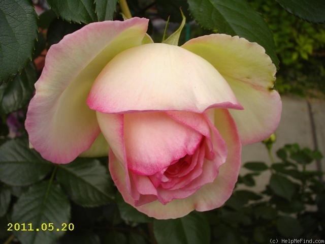 'Eden Rose 85' rose photo