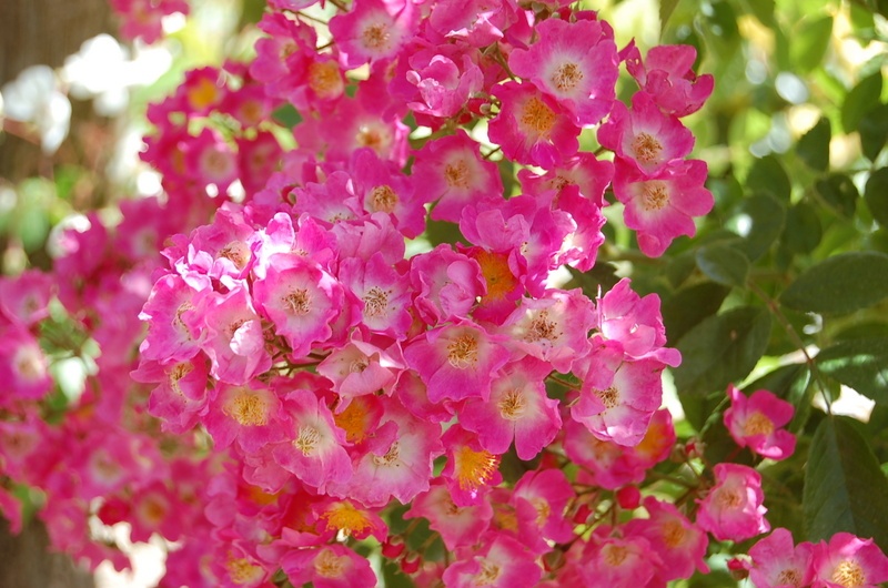 'Maria Lisa' rose photo