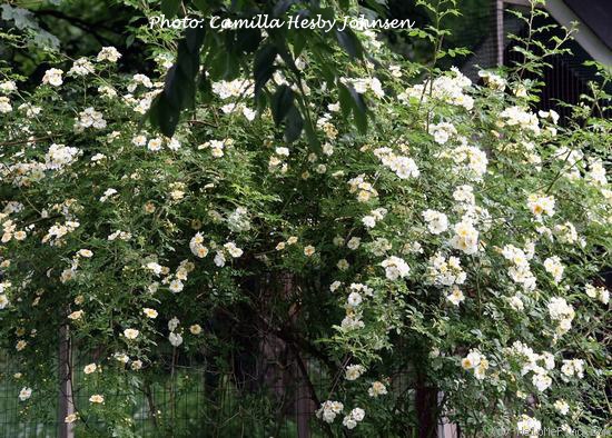 '<i>Rosa helenae</i> 'Hybrida'' rose photo