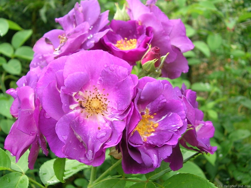 'Rhapsody in Blue ™' rose photo