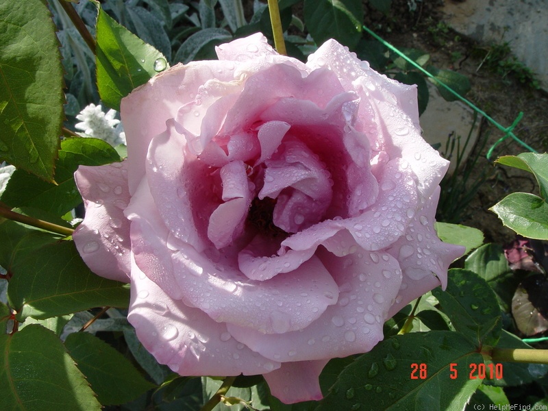 'Charles de Gaulle ®' rose photo