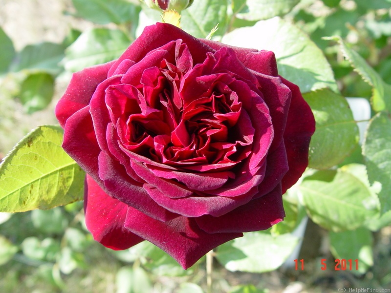 'Munstead Wood ®' rose photo
