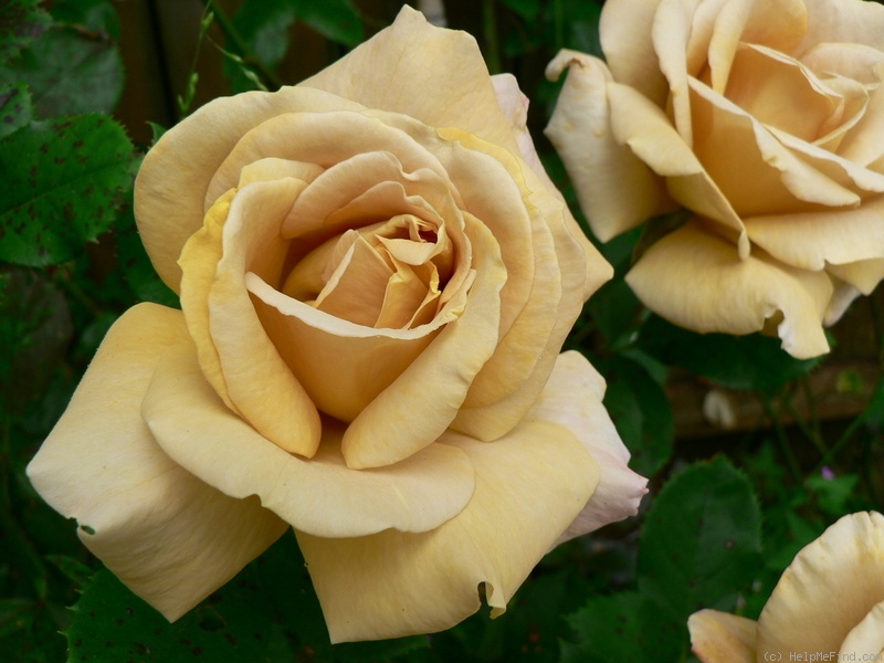 'Honey Dijon ™ (hybrid tea, Sproul 2003)' rose photo