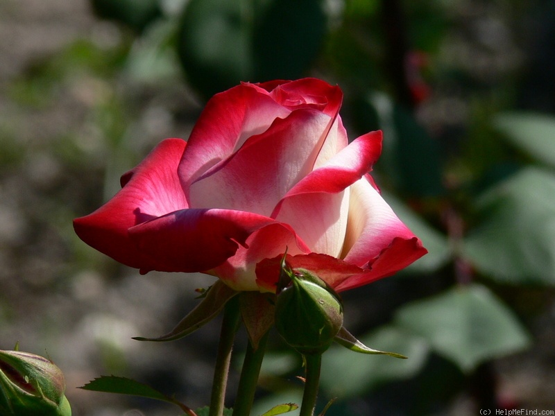 'Cherry Parfait ™' rose photo