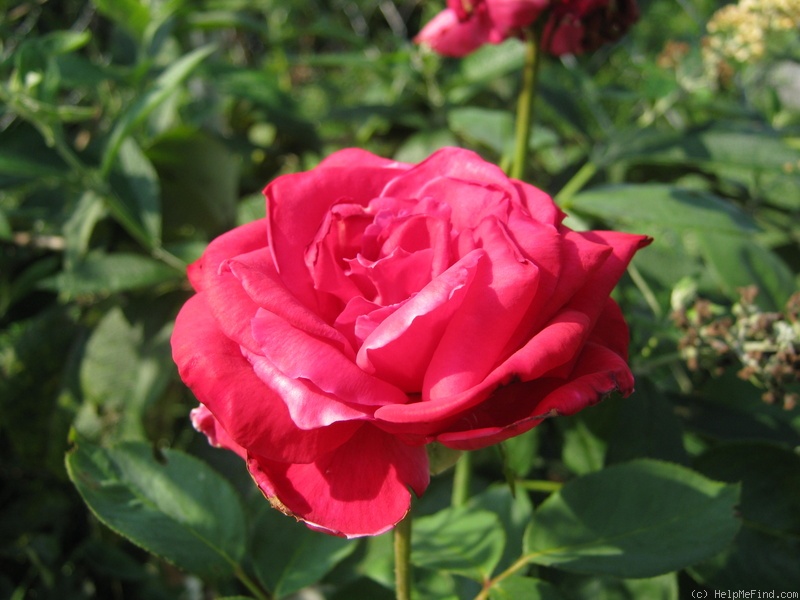 'Christian Dior' rose photo