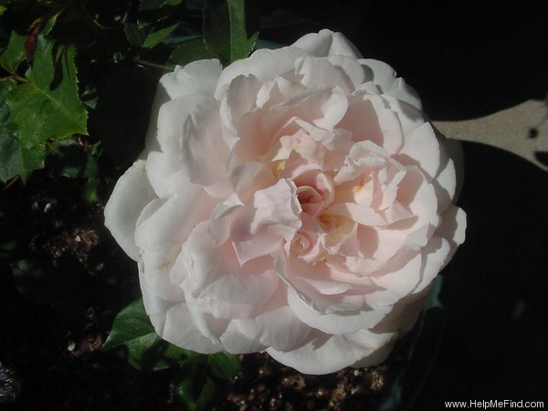 'Madame Alfred Carrière (noisette, Schwartz 1875)' rose photo