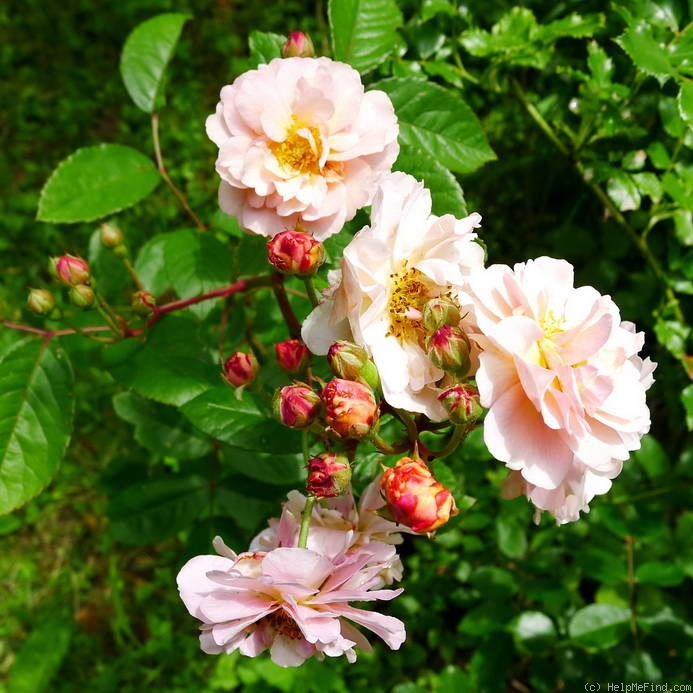 'Cornelia (Hybrid Musk, Pemberton, 1925)' rose photo