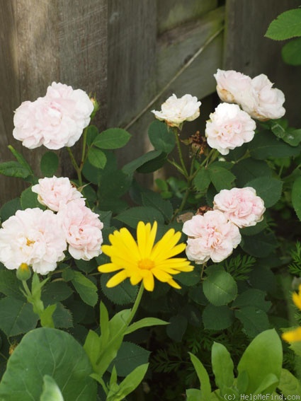 'Cuisse de Nymphe Émue' rose photo