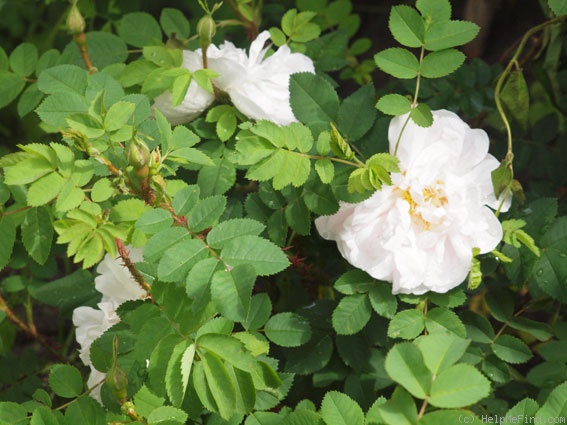 'Stanwell Perpetual (Spinosissima, Lee before 1821)' rose photo