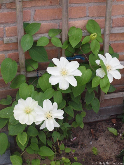 'Guernsey Cream' clematis photo