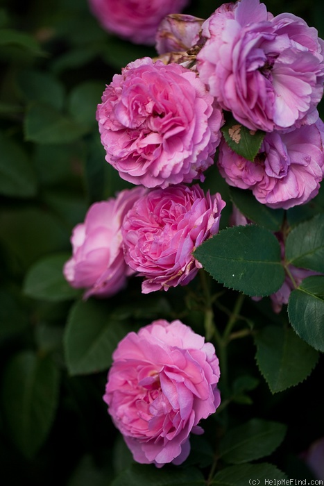 'Louise Odier (Bourbon, Margottin, 1851)' rose photo