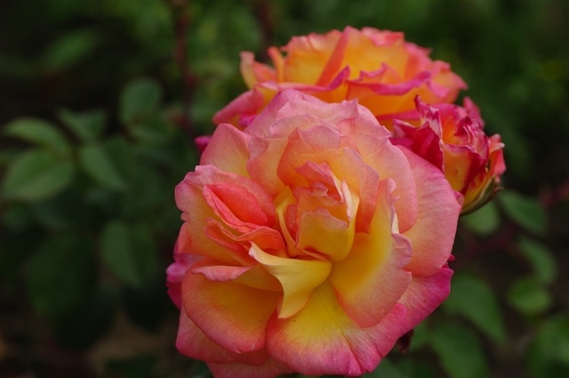 'Dionisia ®' rose photo