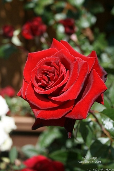 'Black Magic ® (hybrid tea, Evers/Tantau, 1995)' rose photo