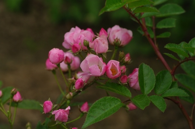 'Menja' rose photo