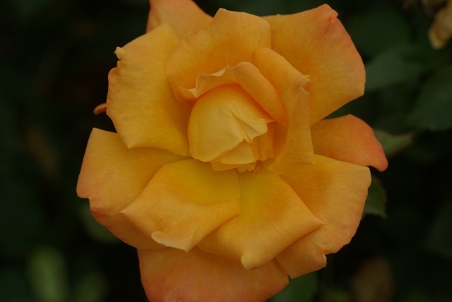 'Razzle Dazzle (floribunda, Fryer, 1997)' rose photo