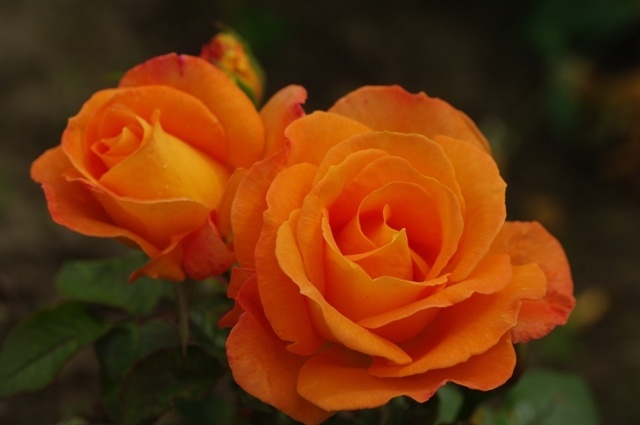 'Razzle Dazzle (floribunda, Fryer, 1997)' rose photo