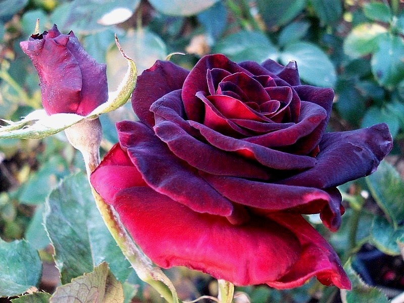 'Black Baccara ™' rose photo