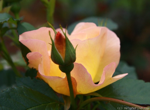 'Morden Sunrise (Shrub, Collicutt, 1991)' rose photo