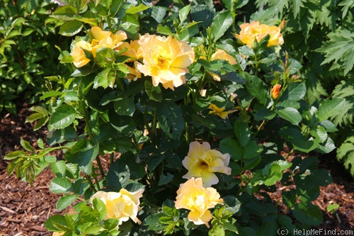 'Morden Sunrise (Shrub, Collicutt, 1991)' rose photo