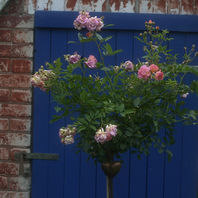 'Joanne de Féligonde' rose photo
