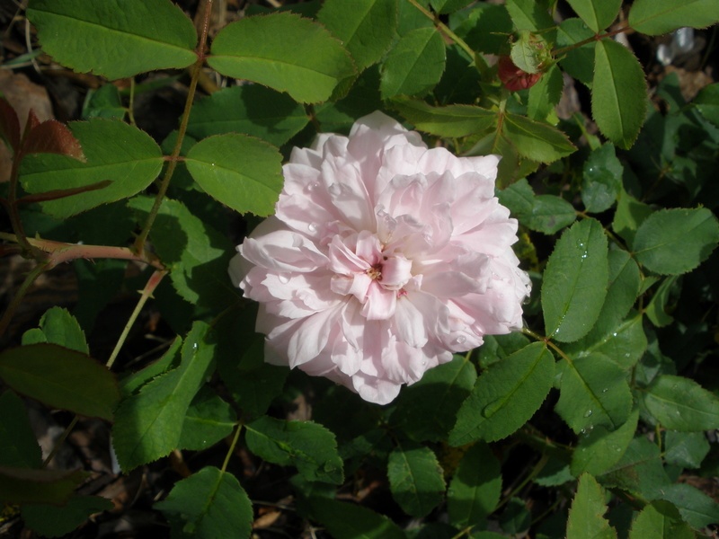 'Marchesa Boccella' rose photo