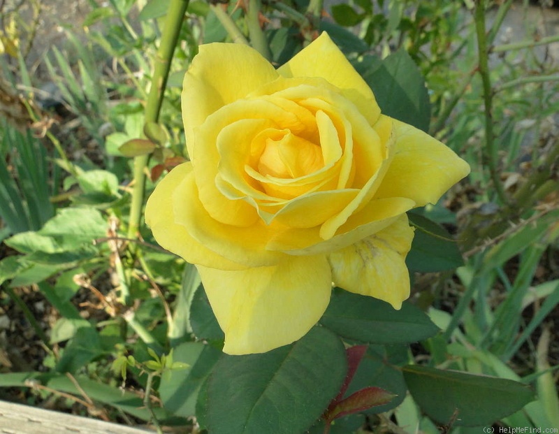'Mellow Yellow ™ (hybrid tea, Carruth 2000)' rose photo