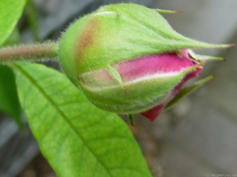 'Annie Laurie McDowell' rose photo