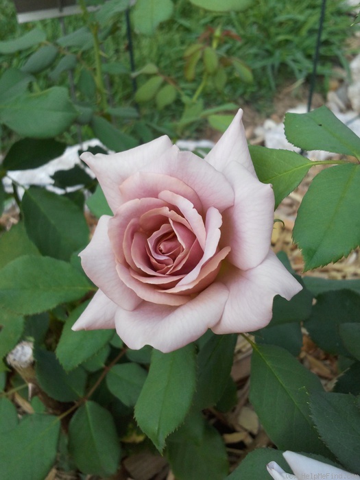 'Koko Loco (Floribunda, Bedard, 2010)' rose photo